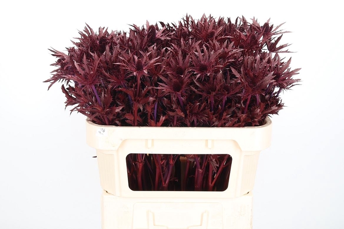 <h4>Eryn Orion Kl Bh Bordeaux</h4>