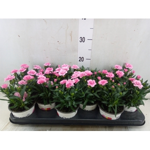 Dianthus  'Oscar Pink Star'