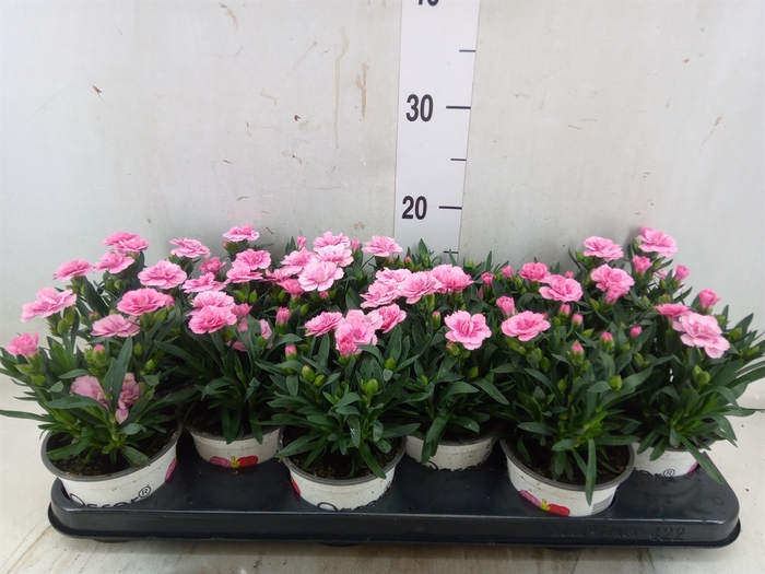 <h4>Dianthus  'Oscar Pink Star'</h4>