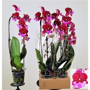 Hot Kiss cascade 1 tak