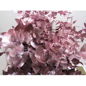 Euc Cinerea Metallic Rood