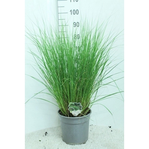 Pennisetum alopec. 'Hameln'