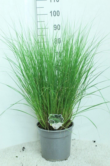 <h4>Pennisetum alopec. 'Hameln'</h4>