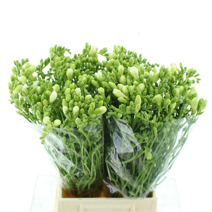 <h4>Fr En Ambiance</h4>