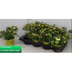 SANV PROCUMBENS