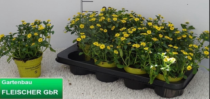 <h4>SANV PROCUMBENS</h4>