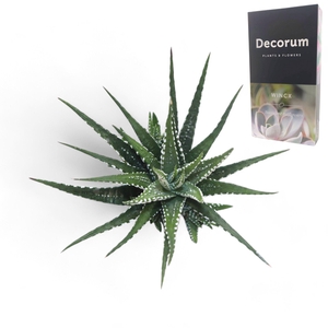 Haworthia Fasc. Big Band Cutfl