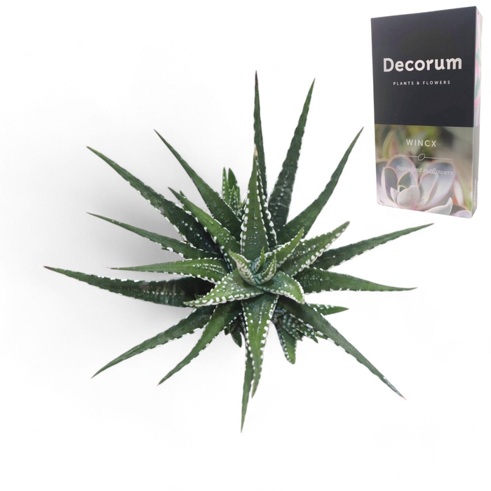 <h4>Haworthia Fasc. Big Band Cutfl</h4>