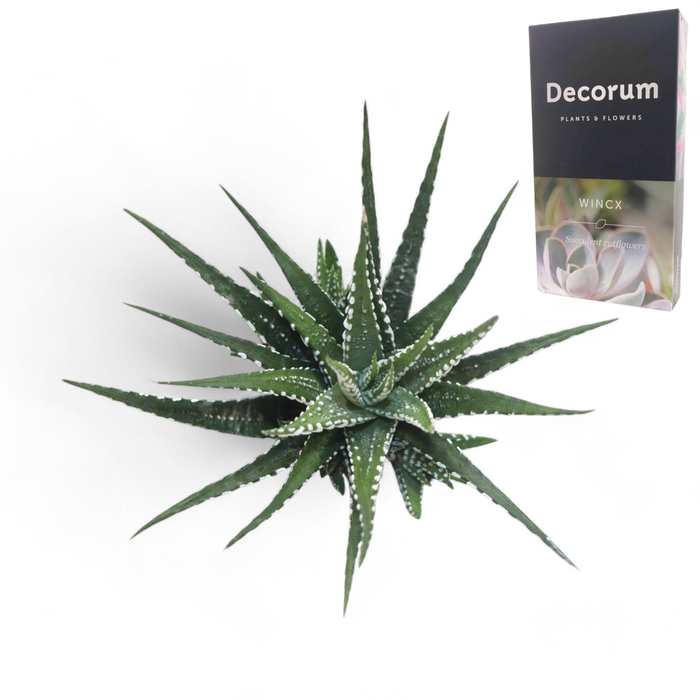 <h4>Haworthia Fasc. Big Band Cutfl</h4>