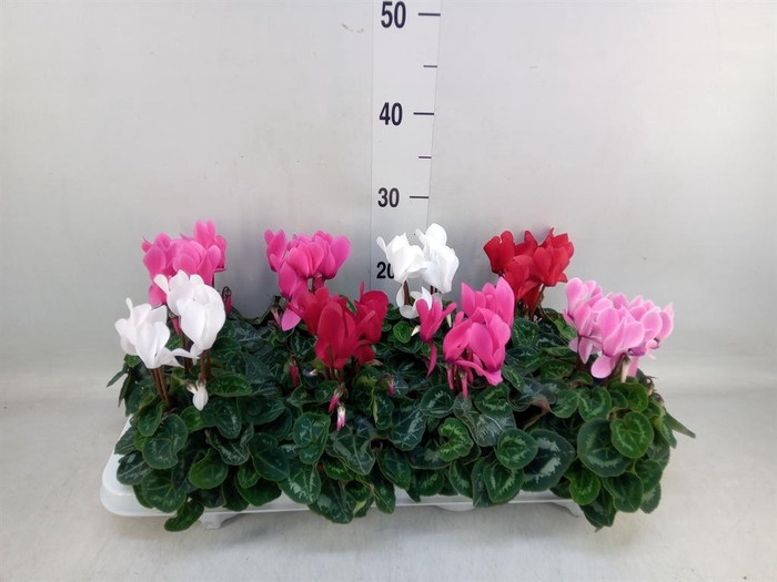 <h4>Cyclamen MD 'Allure'</h4>
