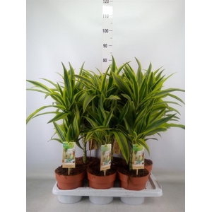 Dracaena fr de 'LemonLime'