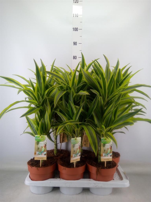 <h4>Dracaena fr de 'LemonLime'</h4>