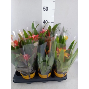 Bromelia ...mix