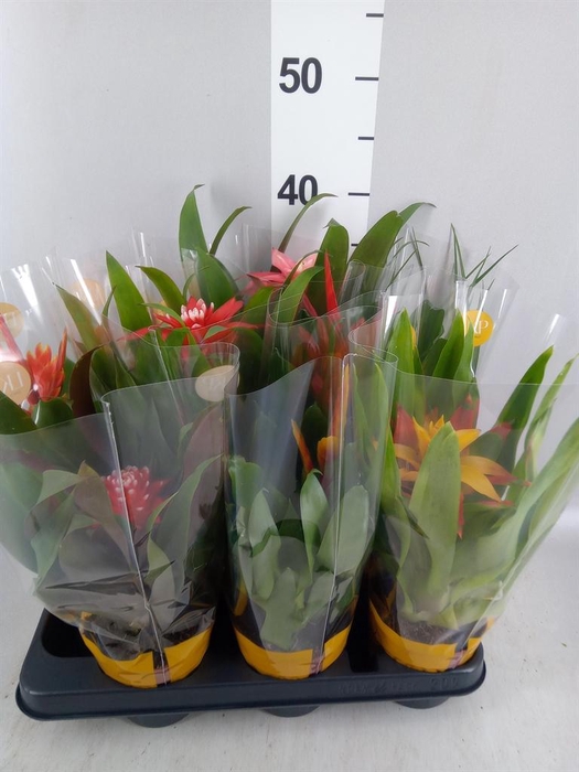 <h4>Bromelia   ...mix</h4>