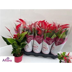 Anthurium Banderola Roja