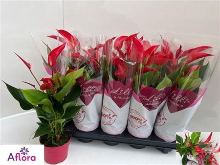 <h4>Anthurium Banderola Roja</h4>