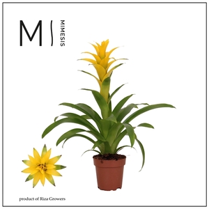 Mimesis Guzmania Suerte Yellow - 12 cm