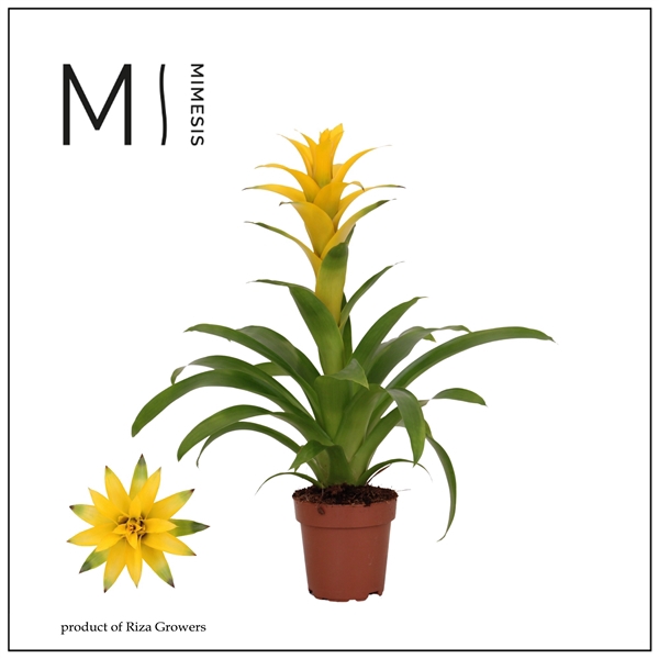 <h4>Mimesis Guzmania Suerte Yellow - 12 cm</h4>