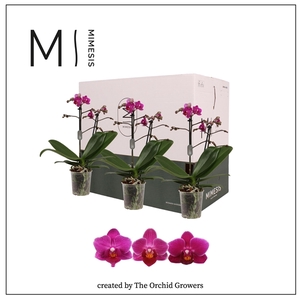 Mimesis Phal. Purple - 2 spike 9cm Less Plastic