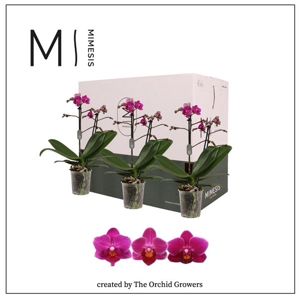 <h4>Mimesis Phal. Purple - 2 spike 9cm Less Plastic</h4>