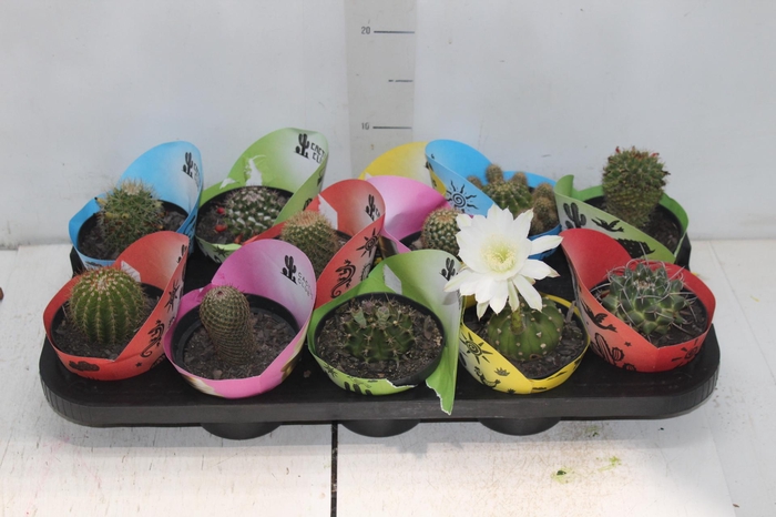 <h4>CACTUS RAIZ PROPRIA P11</h4>