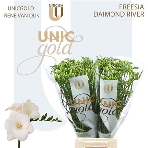 Fr En Diamond River 21gr