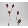 Dried Platyspermum 2-3heads 5pc Bunch