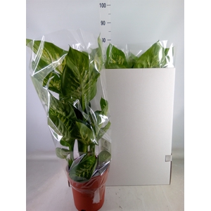 Dieffenbachia seg. 'Tropic Snow'