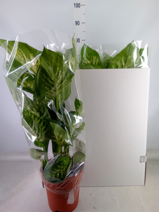<h4>Dieffenbachia seg. 'Tropic Snow'</h4>