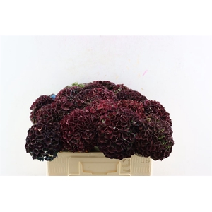 Hydr Magical Charlotte 50cm