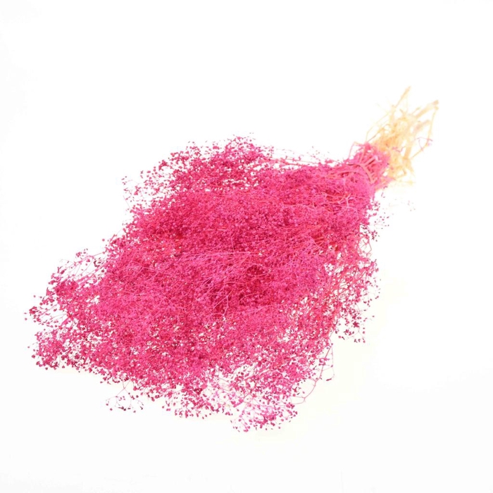 <h4>Gypsophila Mini Preserved Cerise</h4>
