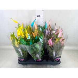 Spathiphyllum  'Chopin'