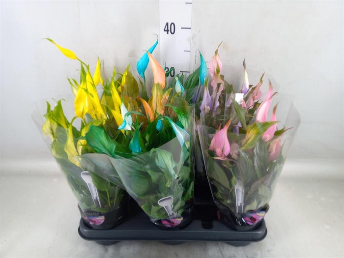 <h4>Spathiphyllum  'Chopin'</h4>