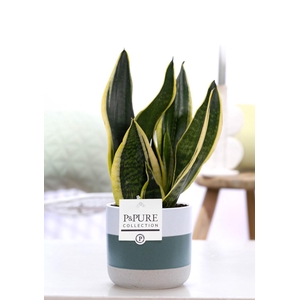 Sansevieria Trif. 