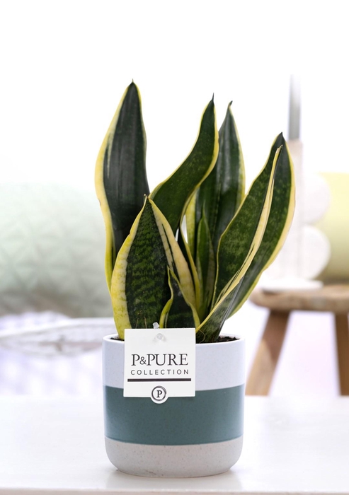 <h4>Sansevieria Trif. "Futura Superba" in P&PURE Lauren ceramics</h4>