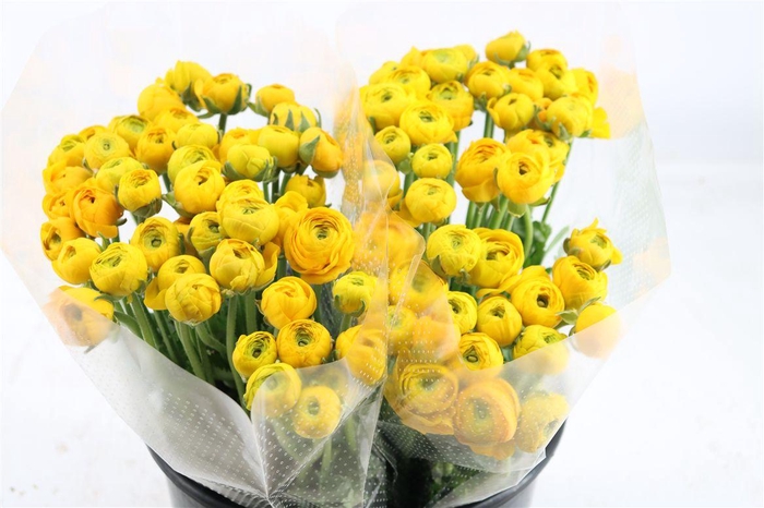 <h4>Ran Elegance Yellow</h4>