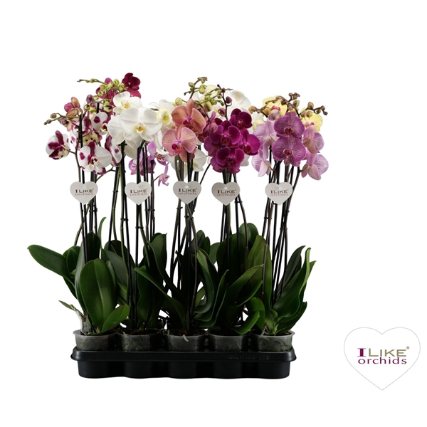 <h4>Phalaenopsis donkere mix - 2 tak 70cm</h4>