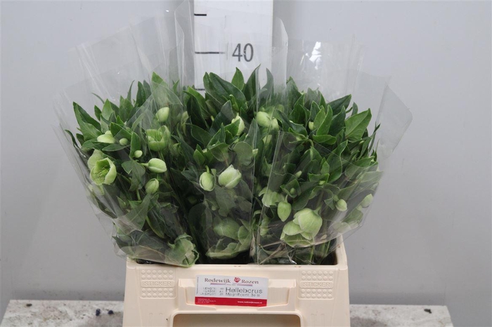 <h4>Hell Magnific Bells</h4>