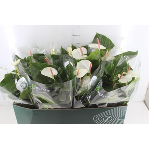 ANTHURIUM WHITE WINNER P15 BRANCO