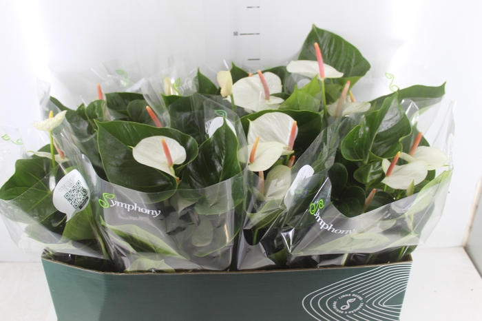 ANTHURIUM WHITE WINNER P15 BRANCO