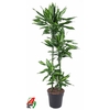 Dracaena Cintho