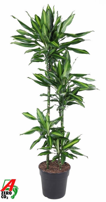 <h4>Dracaena Cintho</h4>