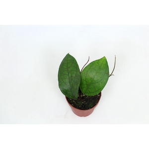 Hoya cv. PMP176 Joy x Jennifer 12 cm