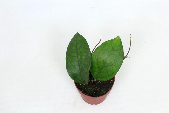 <h4>Hoya cv. PMP176 Joy x Jennifer 12 cm</h4>