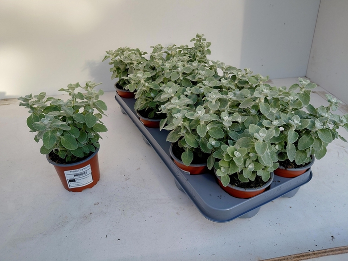 <h4>HELICH SILVER MIST</h4>