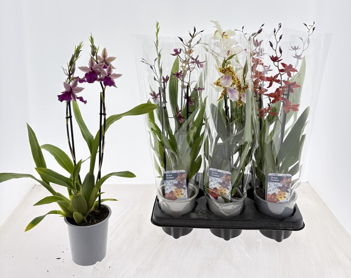 <h4>CAMBRIA GRP GEM</h4>