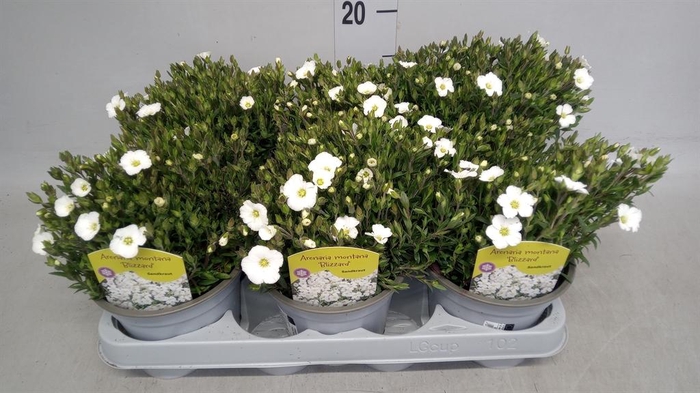 <h4>Arenaria montana</h4>