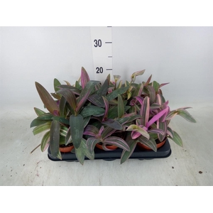 Tradescantia   ...