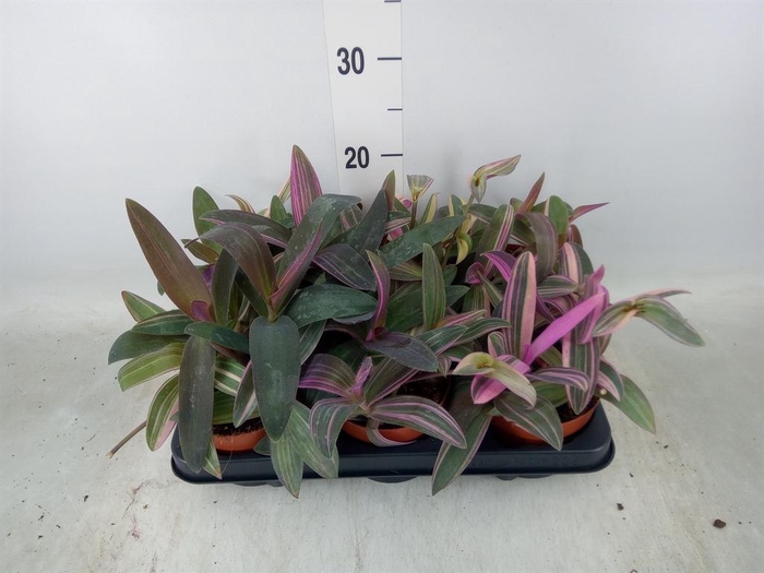 <h4>Tradescantia   ...</h4>