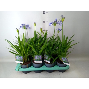 Agapanthus  'Charlotte'